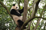 熊猫寿命大约是多少年