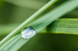 翻白草：魔幻迷人的神奇景观